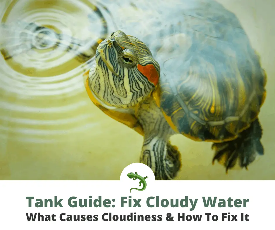 How To Fix Cloudy Turtle Tank Water Reptileknowhow