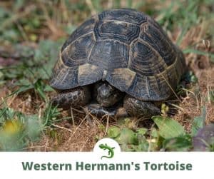 Hermann’s Tortoise Care Guide | ReptileKnowHow