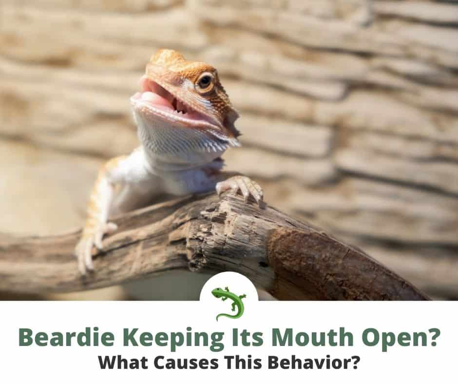 Bearded dragon opening its mouth