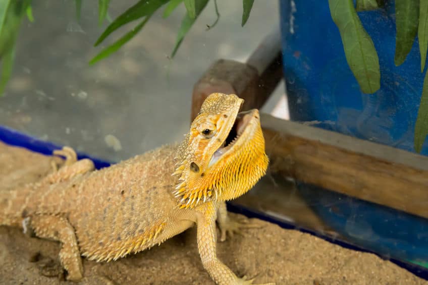 Bearded dragon opening its mouth as a sign of aggression