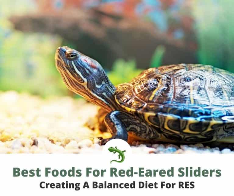 Best Turtle Food For Red-Eared Sliders | ReptileKnowHow