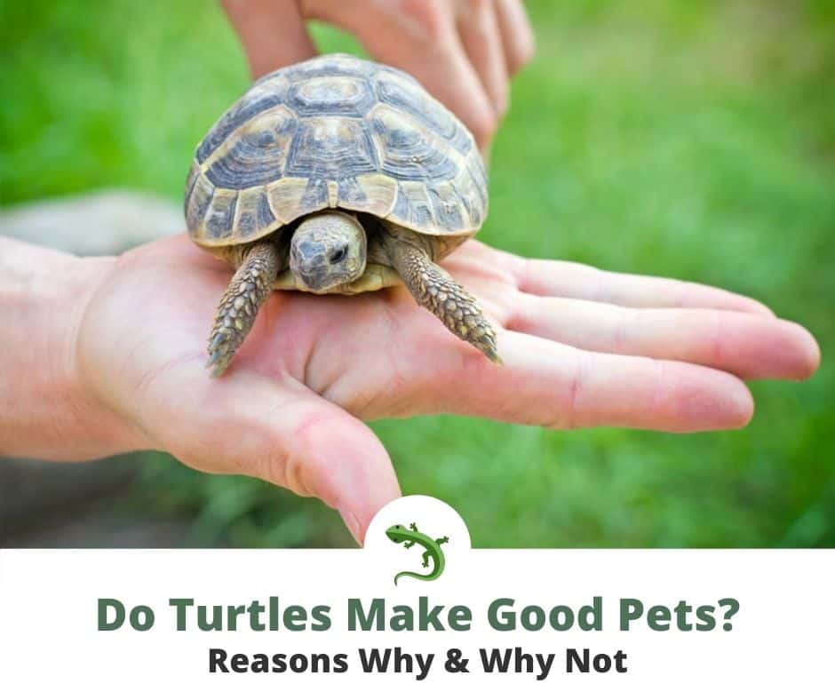 Closeup of man holding a turtle in his hand