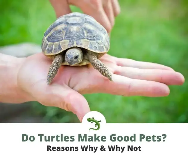 Do Turtles Make Good Pets? | ReptileKnowHow