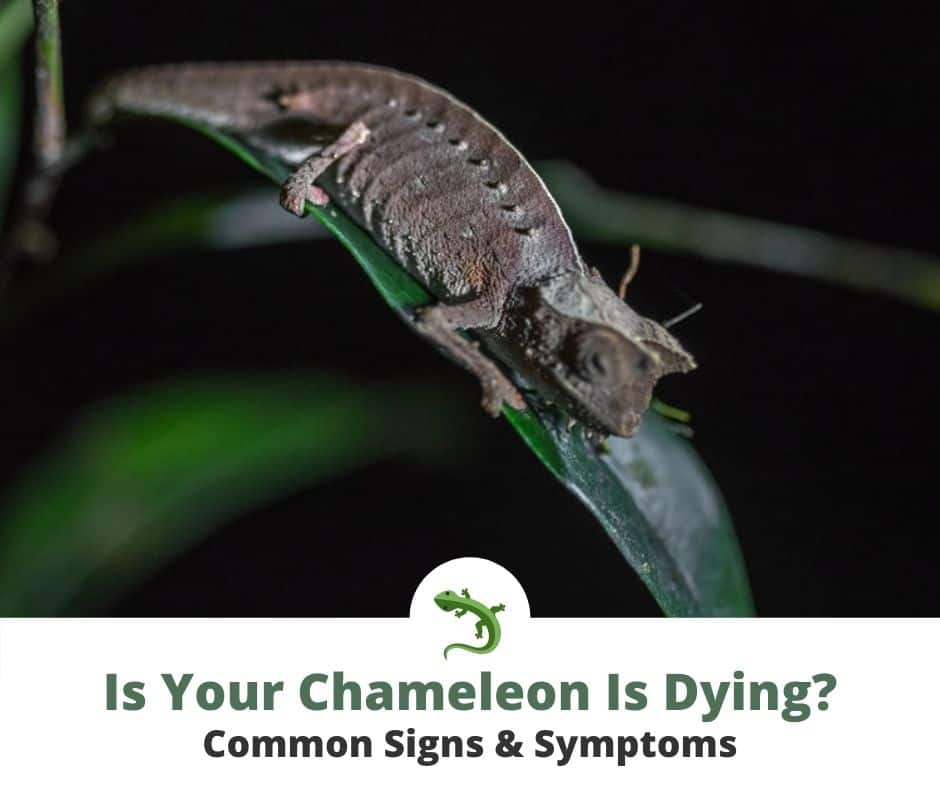 Brown chameleon resting on a green leaf