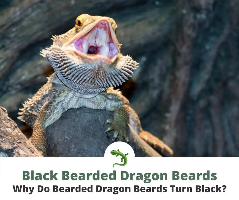 Hissing Bearded Dragon