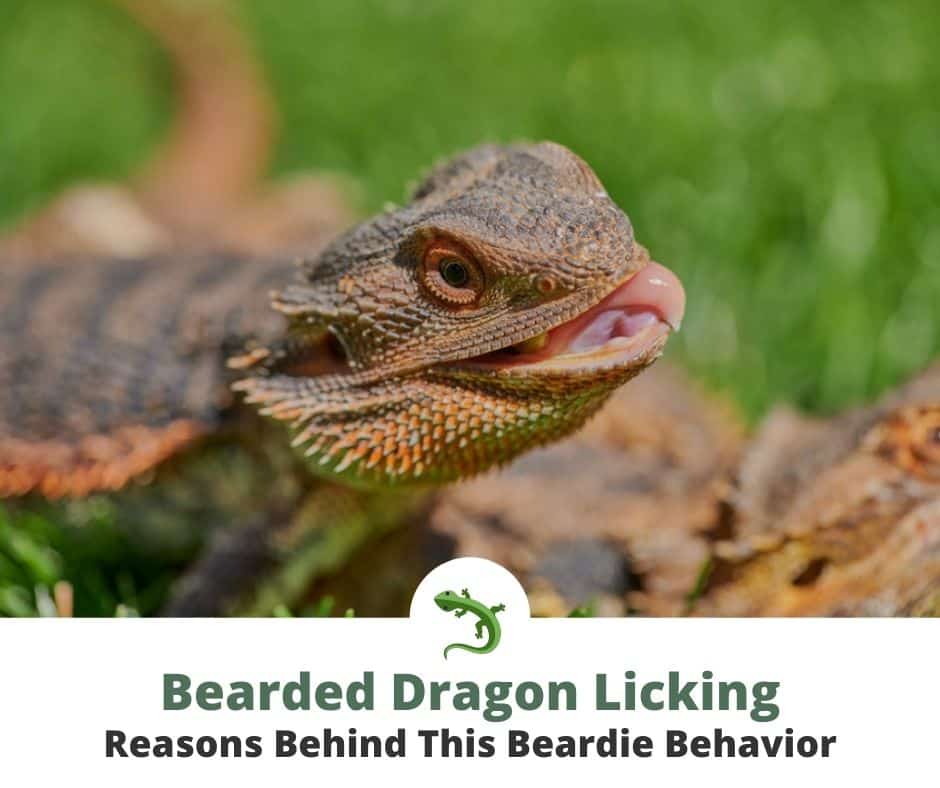 Bearded Dragon With Tongue Out