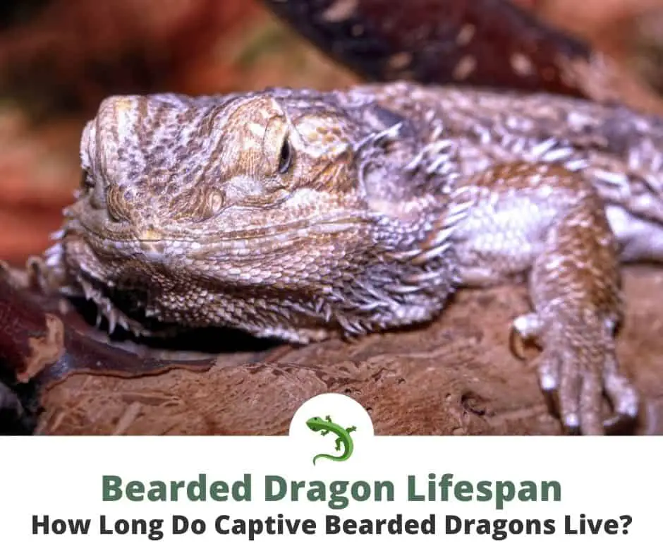 Old Looking Bearded Dragon