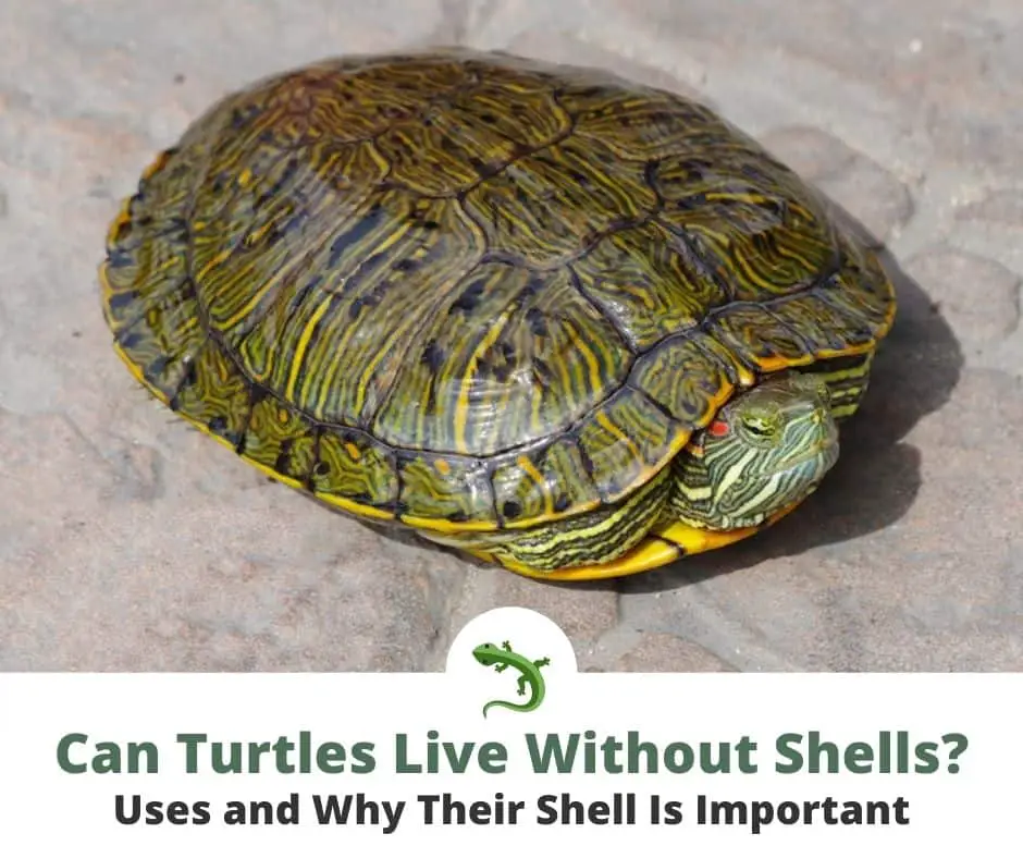 Can Turtles Live Without Shells 