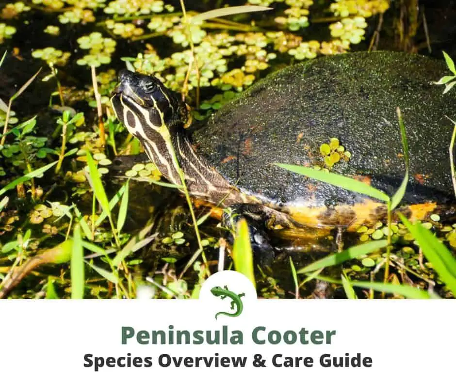 Peninsula Cooter Turtle