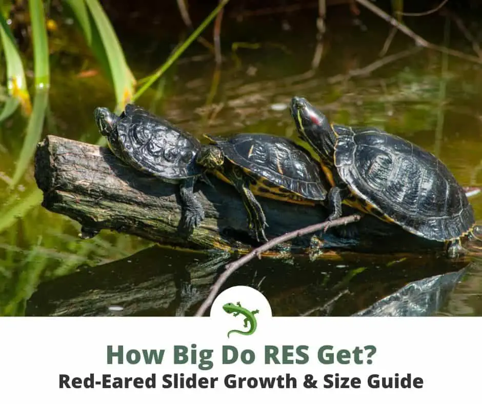 adult red ear slider turtle