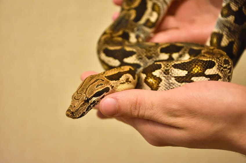 Ball python being held in hand