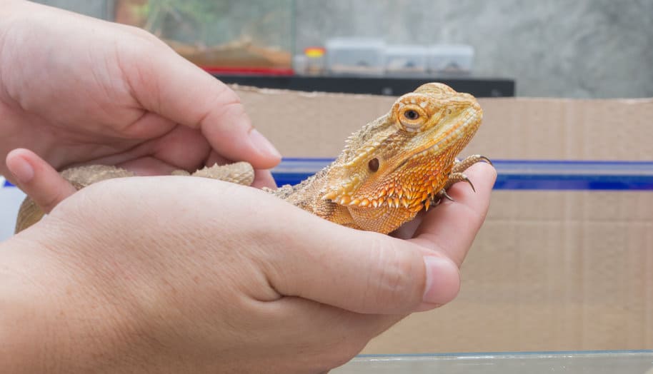 Bearded dragon being held in hand