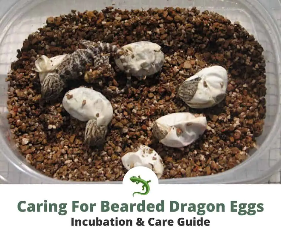 How To Care For Bearded Dragon Eggs 