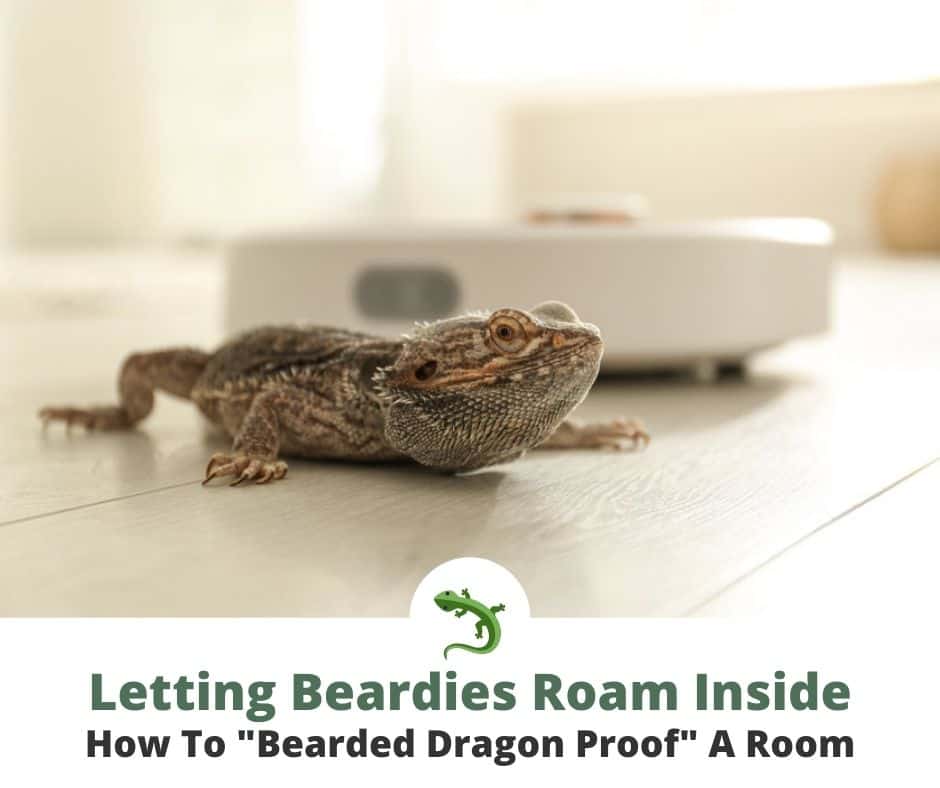 Bearded dragon roaming free inside a living room