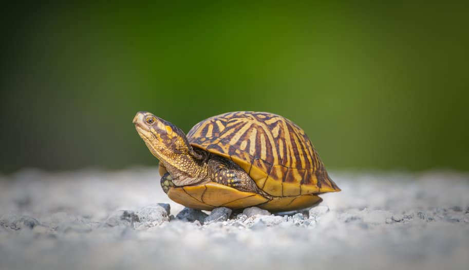 Box turtle sitting on a gravel path