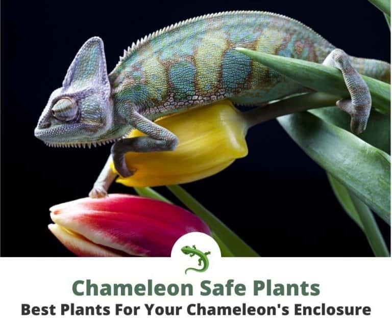 Chameleon Safe Plants And Ones To Avoid | ReptileKnowHow