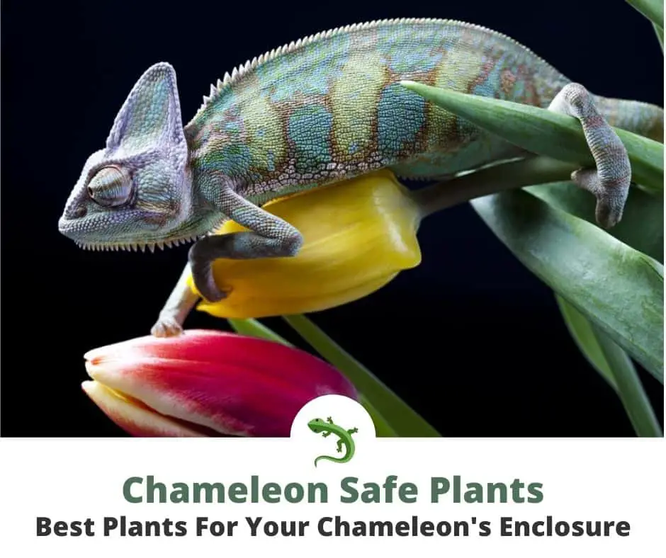 Purlple and green chameleon crawling on tulips