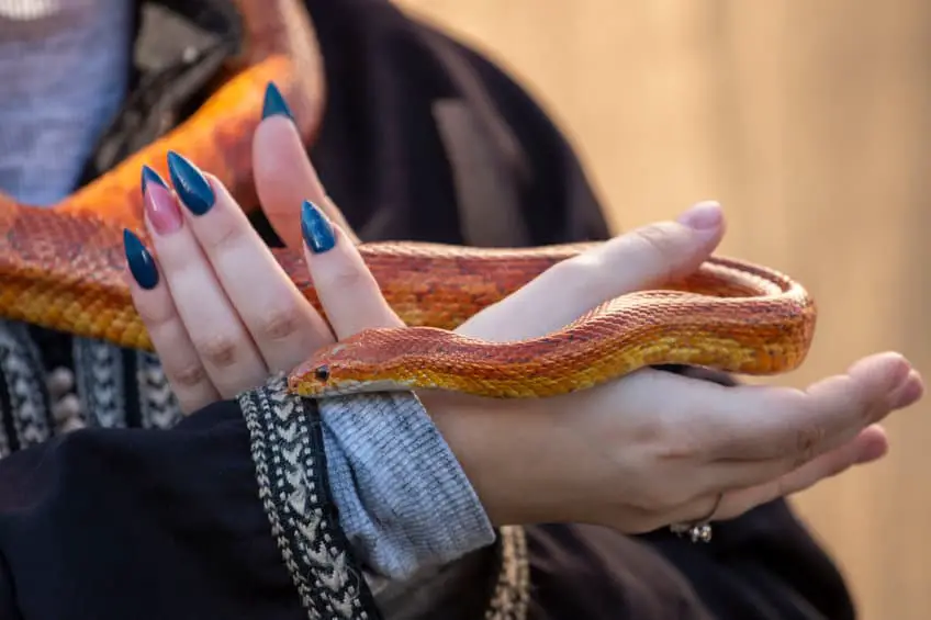 Corn snake being held in hand