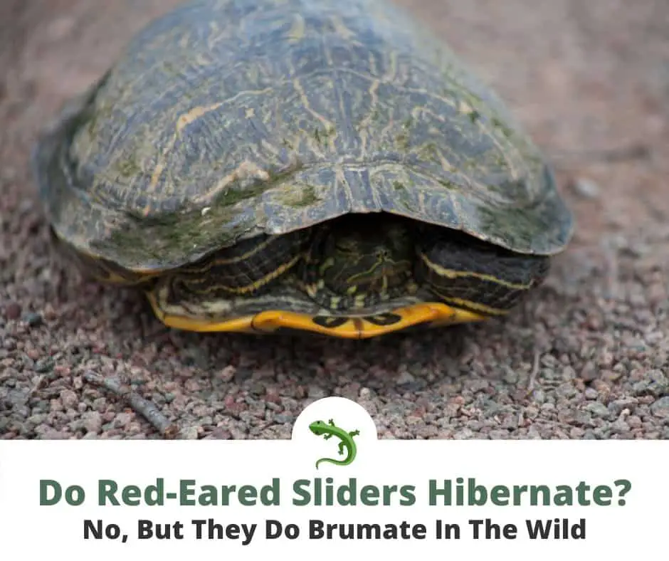 Small, Red-eared slider brumating in the the wild