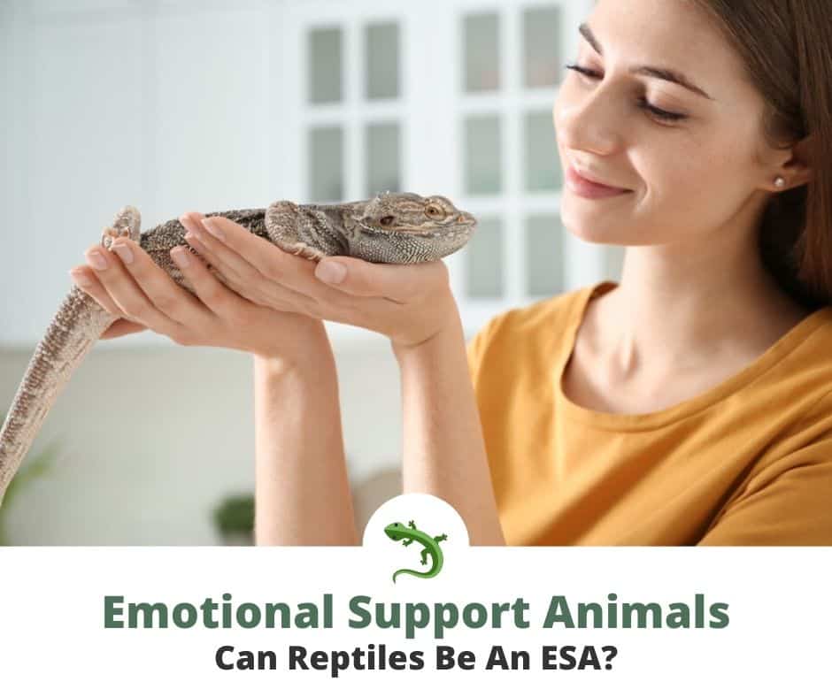 Woman holding an emotional support bearded dragon