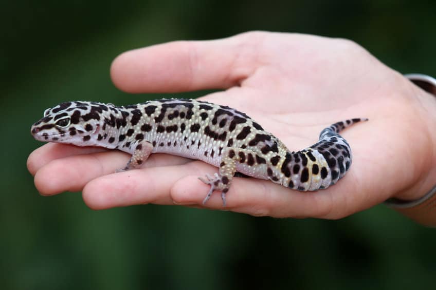 Leopard gecko being held in hand