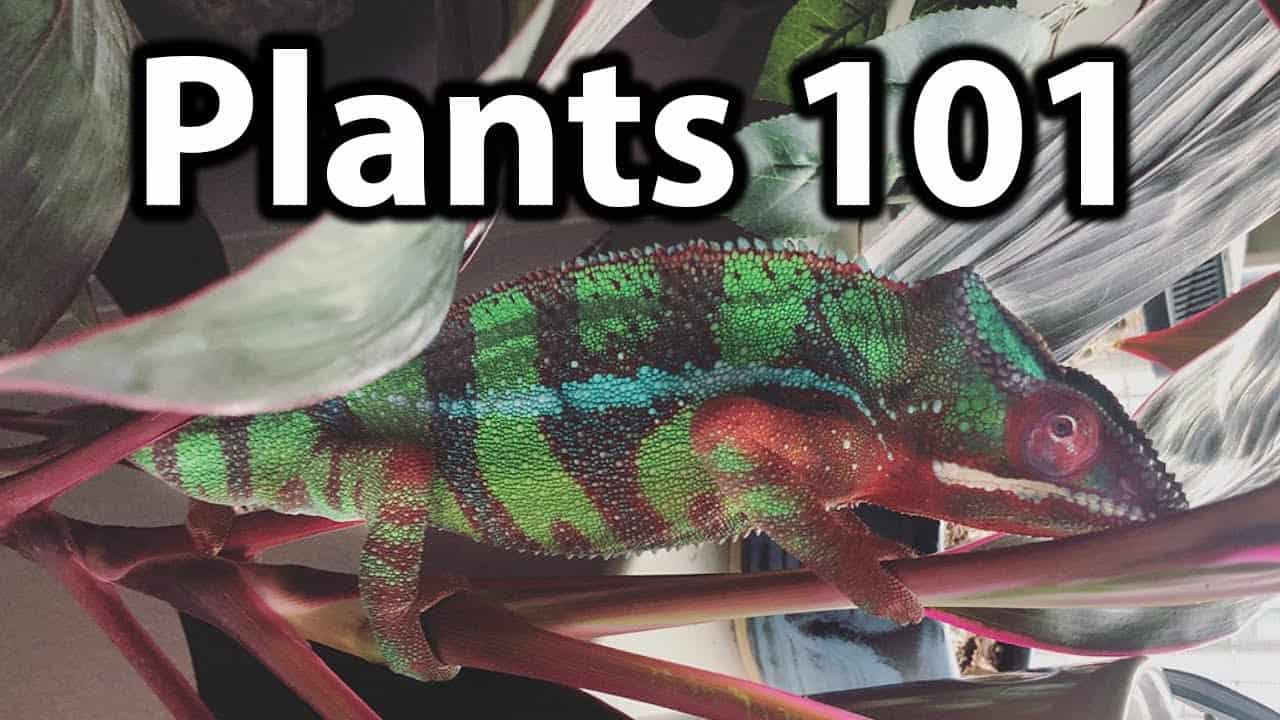 Reptiles And Houseplants: Growing Plants For A Terrarium With Reptiles