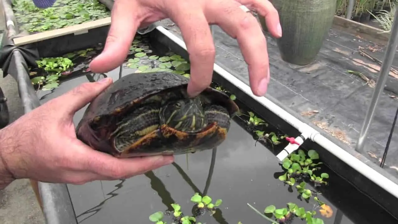 How Big Do Red-Eared Sliders In ReptileKnowHow