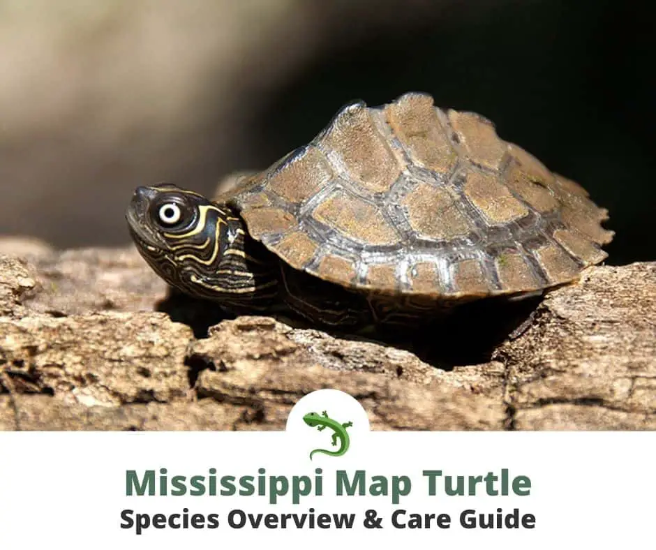 Small mississippi turtle basking on a log