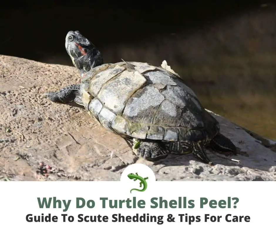 Red-eared slider shedding its shell