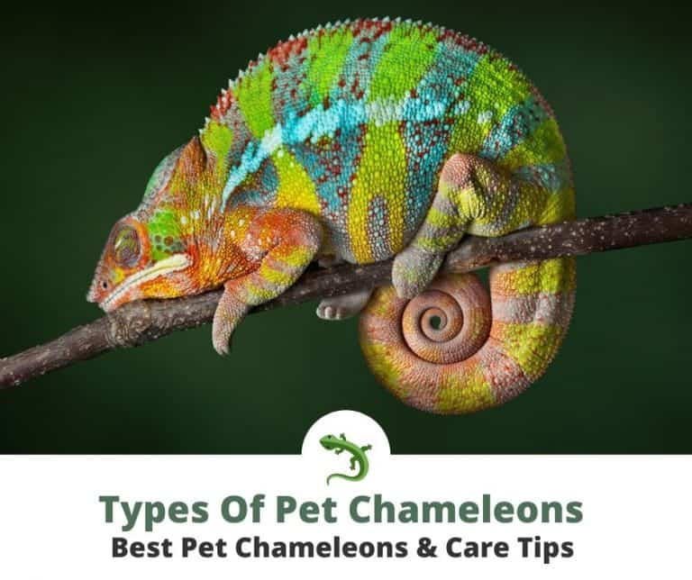 These 10 Types Of Chameleons Make Great Pets