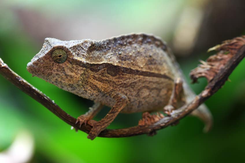 Small Pygmy leaf chameleon resting on a thin tree branch