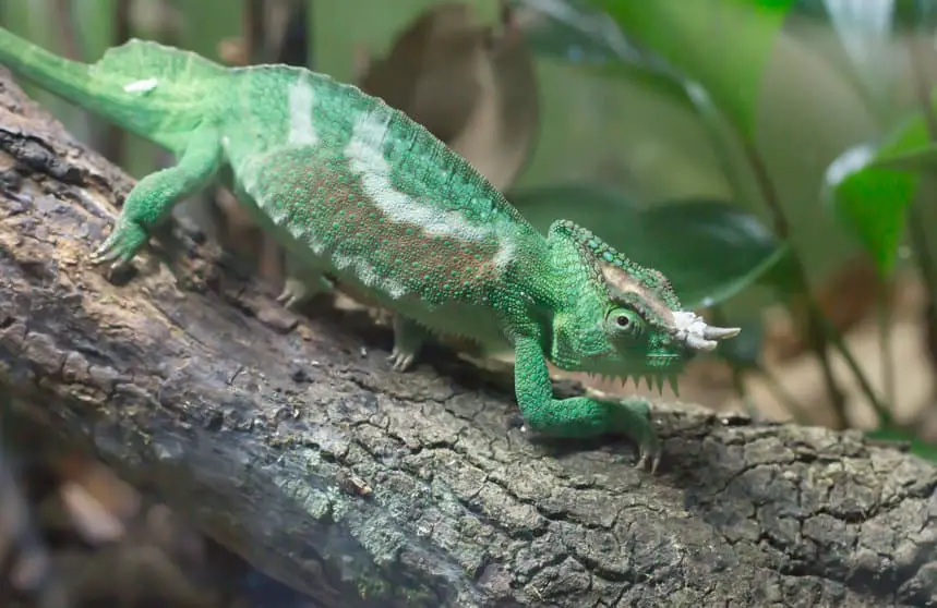Close up of a Jackson's chameleon resting on a branch