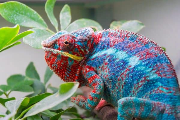 These 10 Types Of Chameleons Make Great Pets