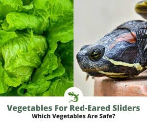 What Vegetables Can Red-Eared Sliders Eat? | ReptileKnowHow