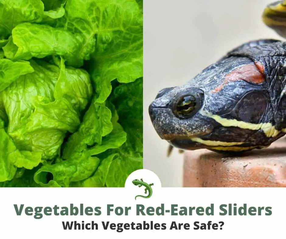 Vegetables for red eared sliders