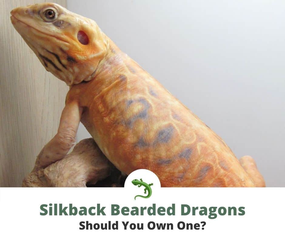 Silkback bearded dragon that does not have scales