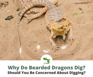 Why Do Bearded Dragons Dig? | ReptileKnowHow