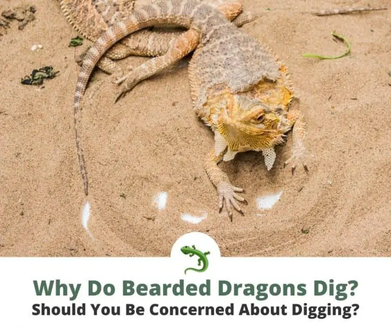 why-do-bearded-dragons-dig-reptileknowhow