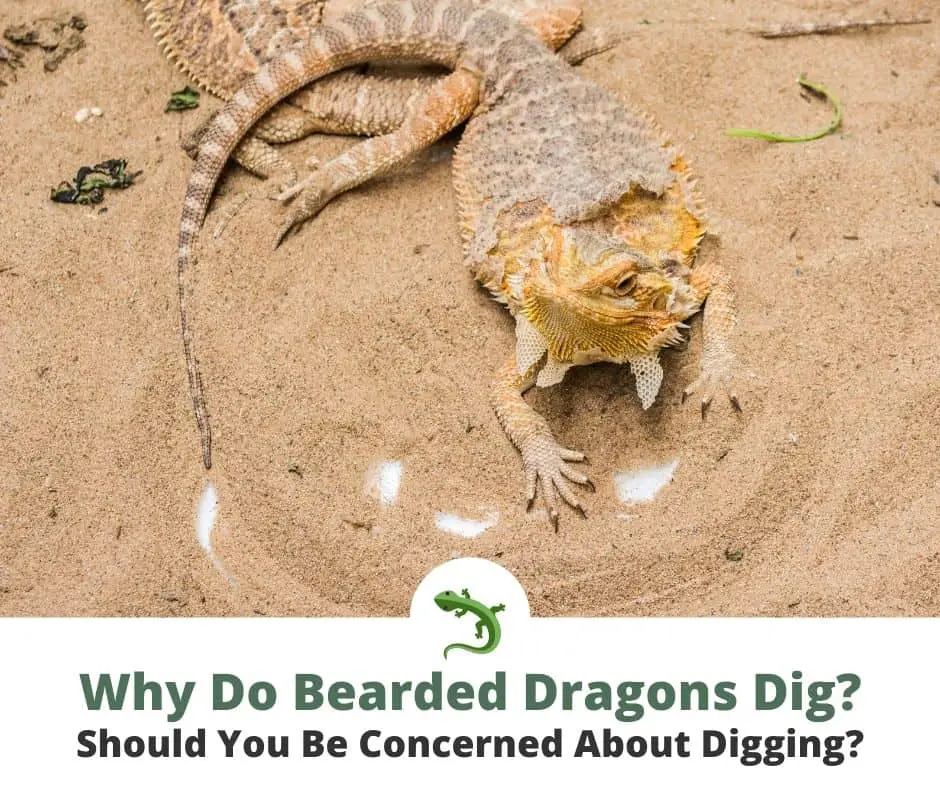 Bearded dragon digging in sand