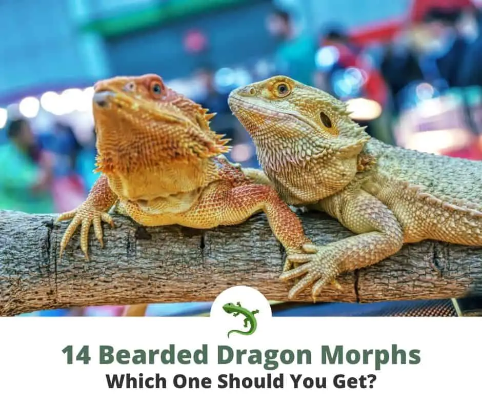 14 types of bearded dragon morphs