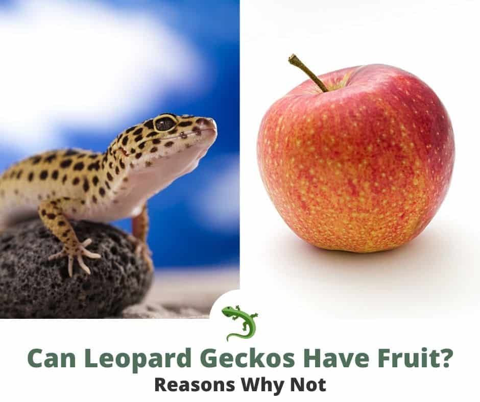 Can Leopard Geckos Have Fruit Reptileknowhow