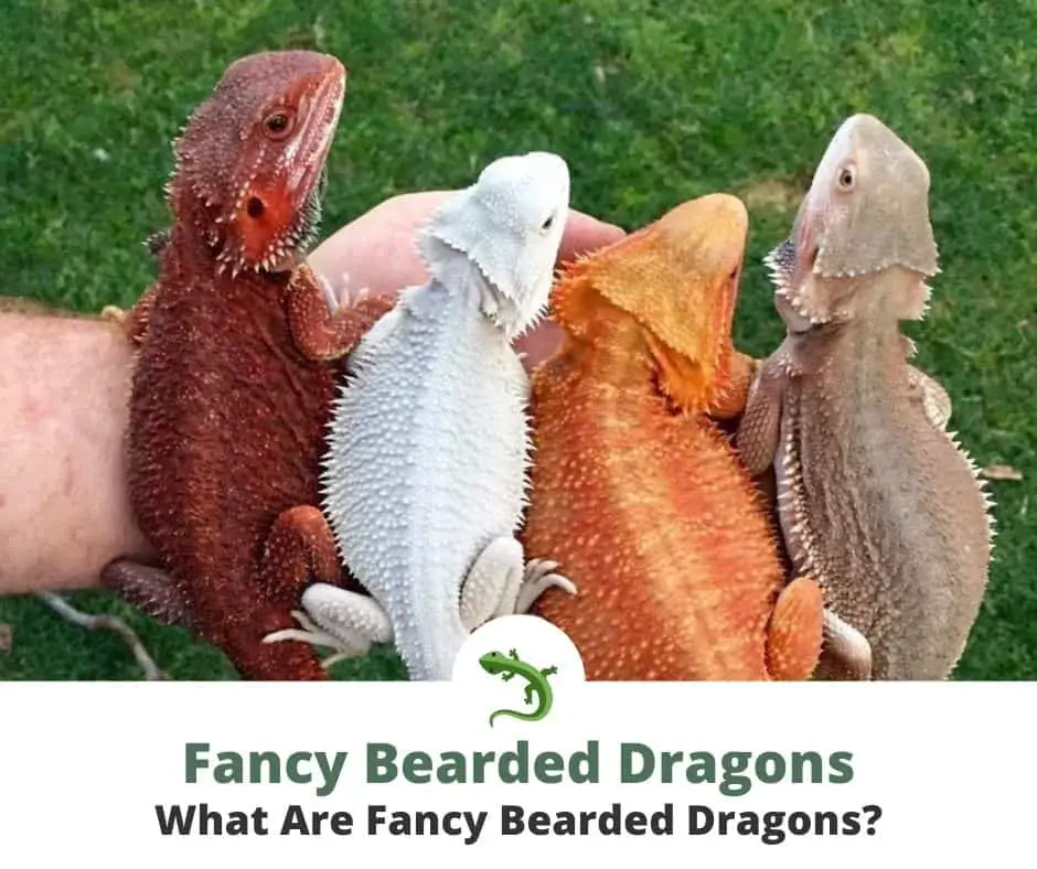 Four fancy bearded dragons sitting together