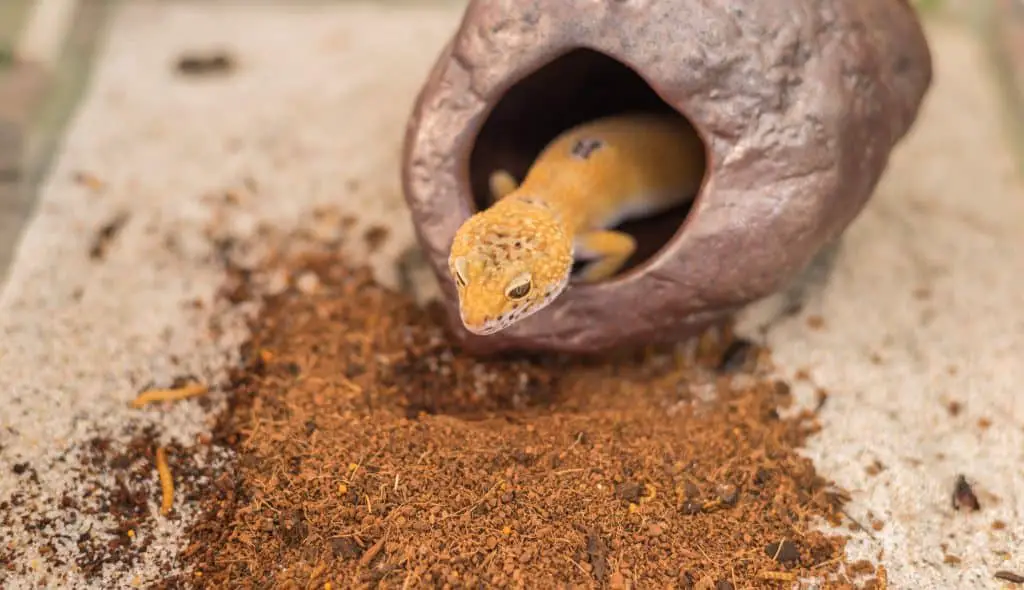 Leopard gecko hiding and not eating