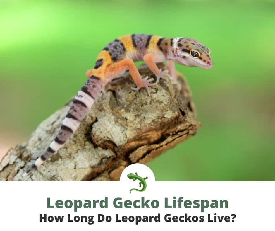 Leopard gecko on tree branch