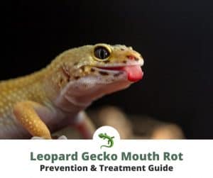 Leopard gecko sticking tongue out