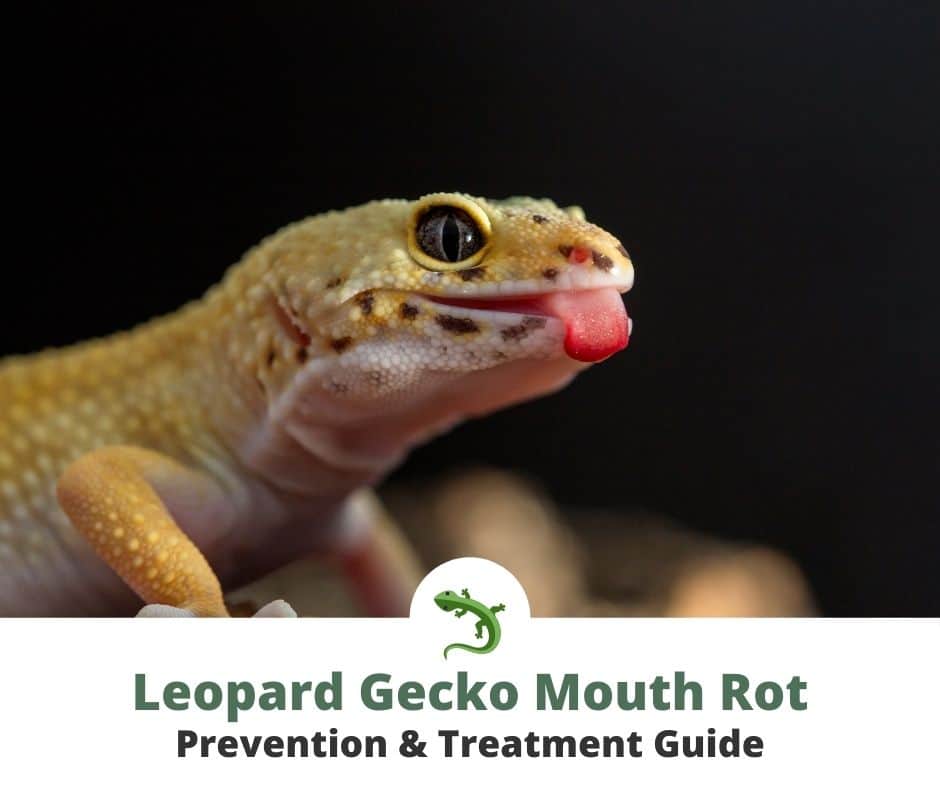 Leopard Gecko Mouth Rot: Treatment Guide & Prevention 