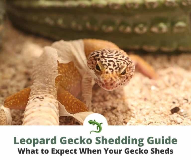 Leopard Gecko Shedding Guide | ReptileKnowHow