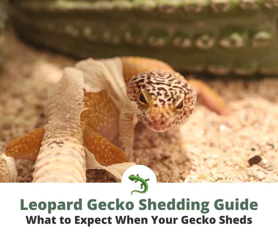 Leopard gecko shedding its skin