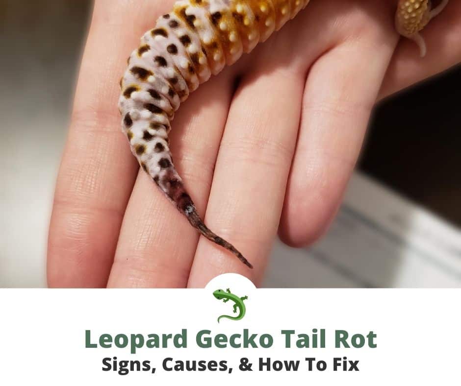 Leopard gecko with tail rot