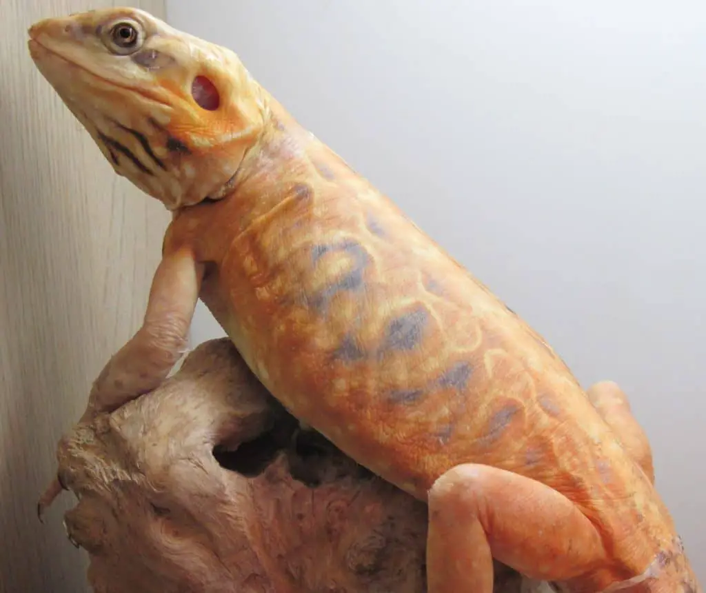 Silkback bearded dragon basking on rock